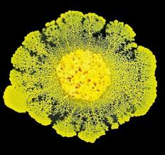 Physarum polycephalum, croissance radiale