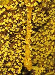 Physarum polycephalum, sporulation